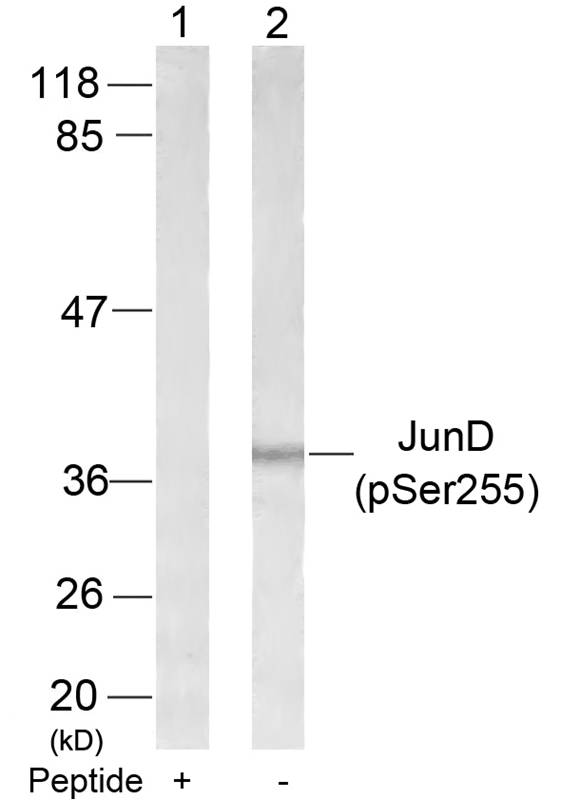 Rabbit Polyclonal Antibody to JunD(Phospho-Ser255)