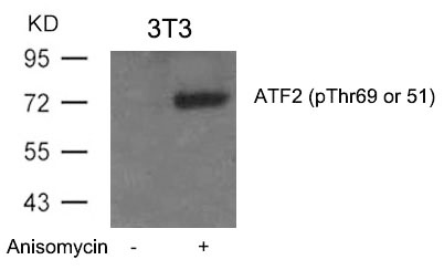 Rabbit Polyclonal Antibody to ATF2(Phospho-Thr69 or 51)