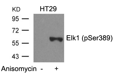 Rabbit Polyclonal Antibody to Elk1(Phospho-Ser389)