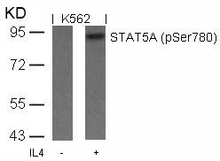 Rabbit Polyclonal Antibody to STAT5a(Phospho-Ser780)