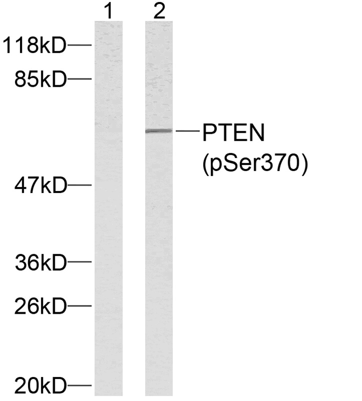 Rabbit Polyclonal Antibody to PTEN(Phospho-Ser370)