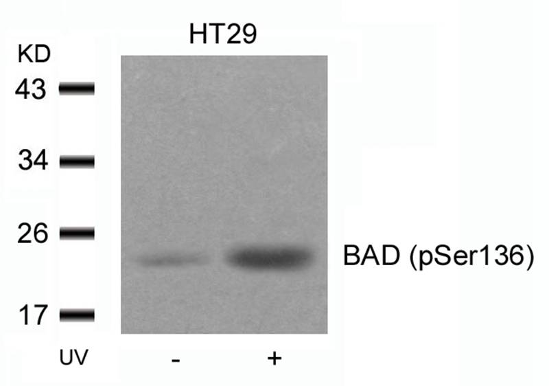Rabbit Polyclonal Antibody to BAD(Phospho-Ser136)