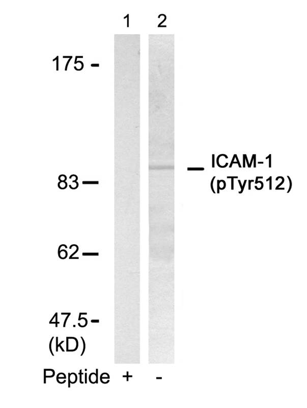 Rabbit Polyclonal Antibody to ICAM-1(Phospho-Tyr512)