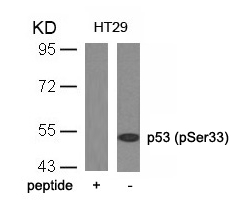 Rabbit Polyclonal Antibody to p53(Phospho-Ser33)