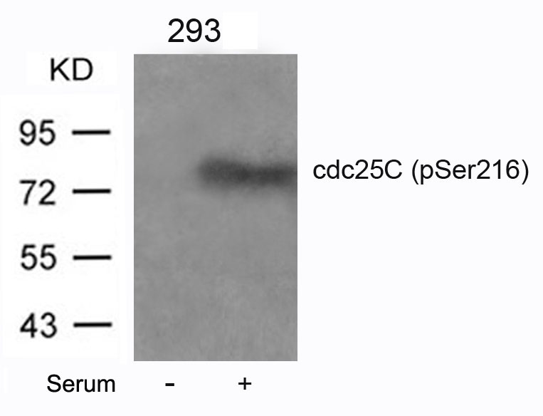 Rabbit Polyclonal Antibody to cdc25C(Phospho-Ser216)