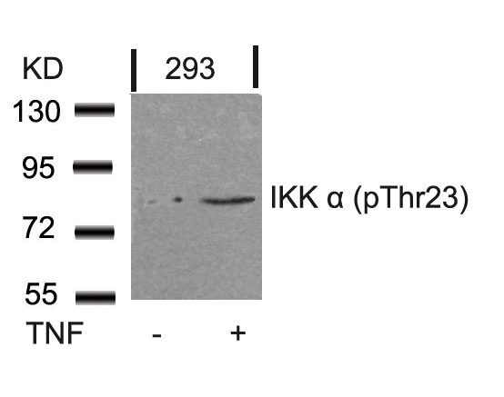 Rabbit Polyclonal Antibody to IKK a(Phospho-Thr23)