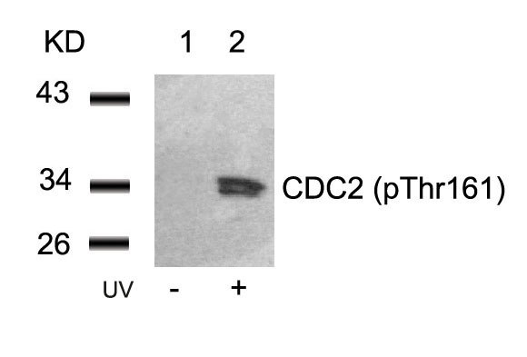 Rabbit Polyclonal Antibody to CDC2(Phospho-Thr161)