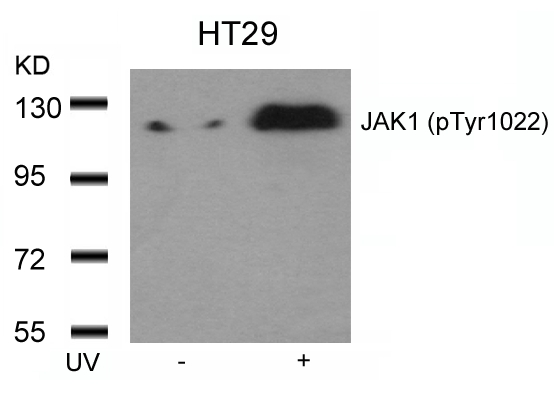 Rabbit Polyclonal Antibody to JAK1(Phospho-Tyr1022)