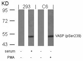 Rabbit Polyclonal Antibody to VASP(Phospho-Ser239)