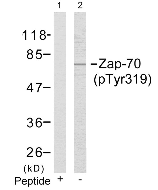 Rabbit Polyclonal Antibody to Zap-70(Phospho-Tyr319)