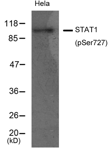 Rabbit Polyclonal Antibody to STAT1(Phospho-Ser727)