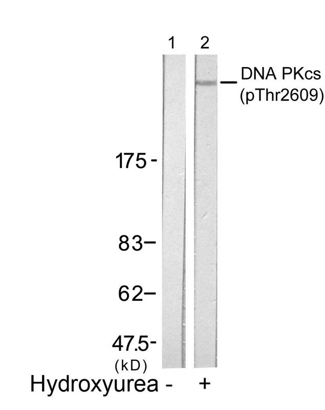 Rabbit Polyclonal Antibody to DNA PKcs(Phospho-Thr2609)