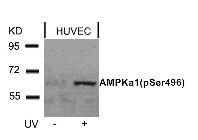 Rabbit Polyclonal Antibody to AMPKα1 (Phospho-Ser496)