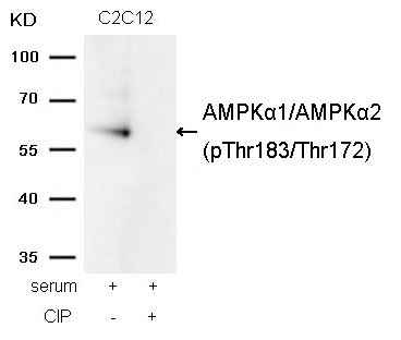 Rabbit Polyclonal Antibody to AMPKα1/AMPKα2(Phospho-Thr183/Thr172)