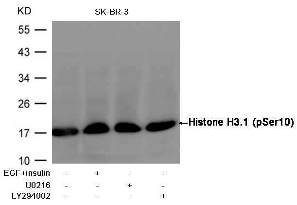 Rabbit Polyclonal Antibody to Histone H3.1(Phospho-Ser10)