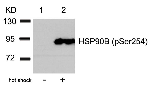 Rabbit Polyclonal Antibody to HSP90B(Phospho-Ser254)