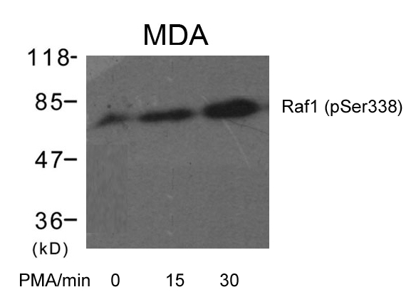 Rabbit Polyclonal Antibody to Raf1(Phospho-Ser338)