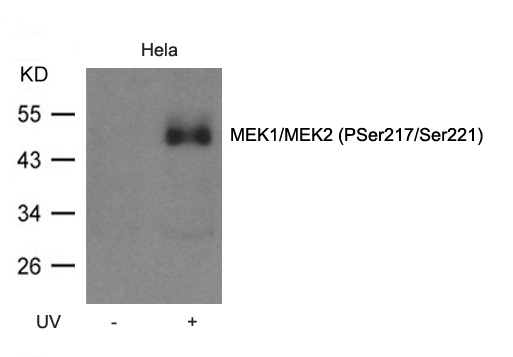 Rabbit Polyclonal Antibody to MEK1/MEK2(Phospho-Ser217/Ser221)