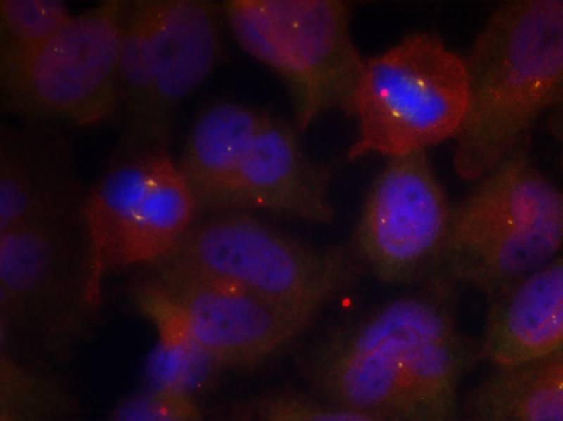 Rabbit Polyclonal Antibody to Synaptotagmin 1/2 (Phospho-Thr202/199)