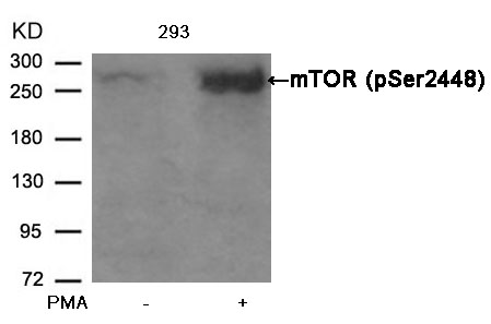 Rabbit Polyclonal Antibody to mTOR(Phospho-Ser2448)