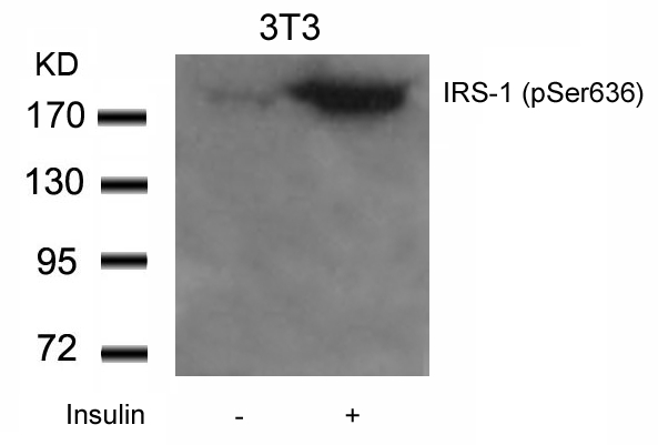 Rabbit Polyclonal Antibody to IRS-1(Phospho-Ser636)