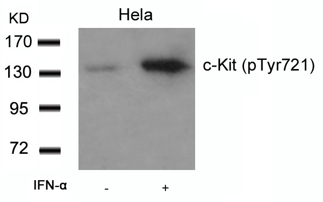 Rabbit Polyclonal Antibody to c-Kit(Phospho-Tyr721)