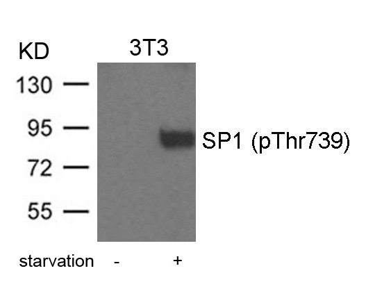 Rabbit Polyclonal Antibody to SP1(Phospho-Thr739)