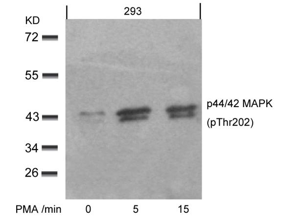 Rabbit Polyclonal Antibody to p44/42 MAP Kinase(Phospho-Thr202)