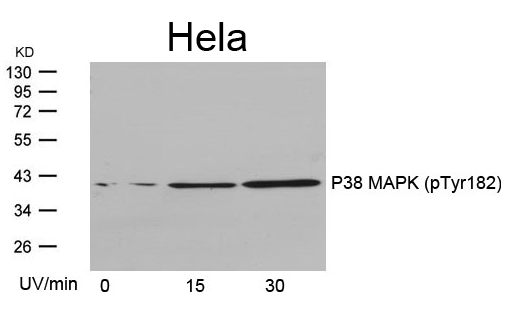 Rabbit Polyclonal Antibody to P38 MAPK(Phospho-Tyr182)