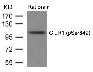 Rabbit Polyclonal Antibody to GluR1(phospho-Ser849)
