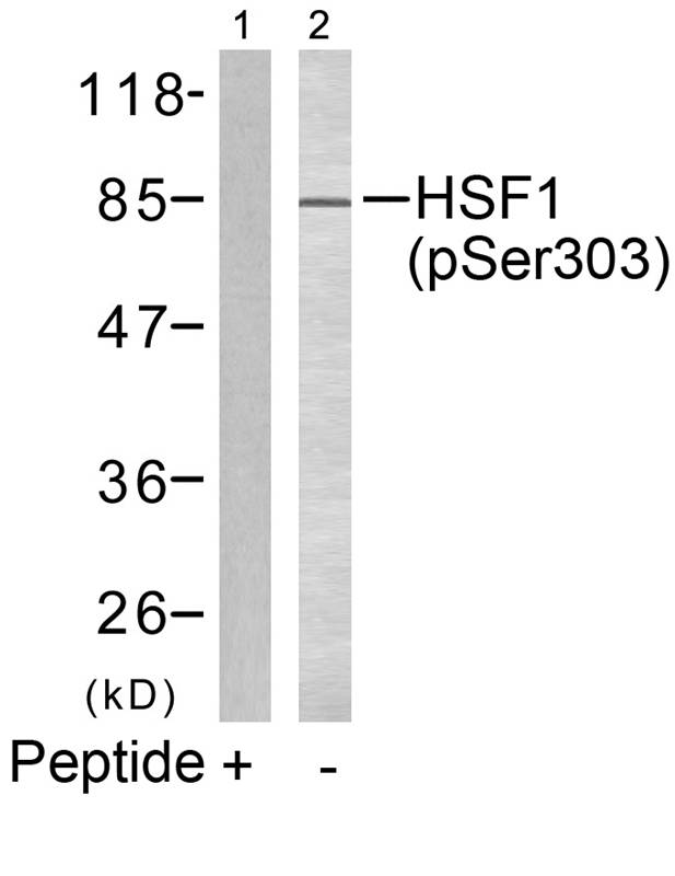 Rabbit Polyclonal Antibody to HSF1(phospho-Ser303)