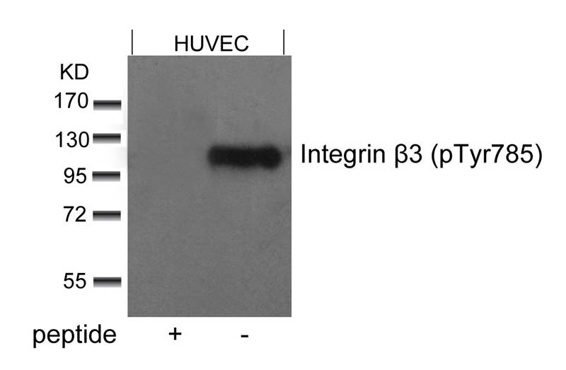 Rabbit Polyclonal Antibody to Integrin b3(Phospho-Tyr785)