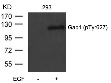 Rabbit Polyclonal Antibody to Gab1(Phospho-Tyr627)
