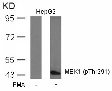Rabbit Polyclonal Antibody to MEK1(Phospho-Thr291)