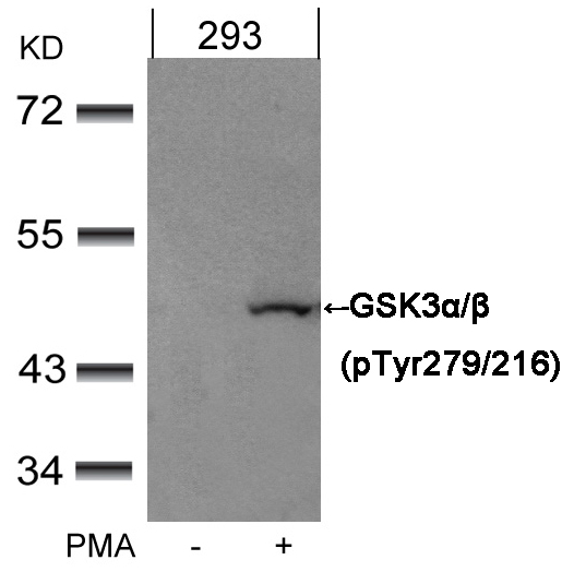 Rabbit Polyclonal Antibody to GSK3α/β(Phospho-Tyr279/216)