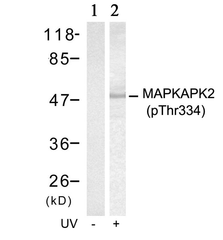 Rabbit Polyclonal Antibody to MAPKAPK-2(Phospho-Thr334)