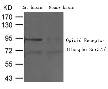 Rabbit Polyclonal Antibody to Opioid Receptor (Phospho-Ser375)