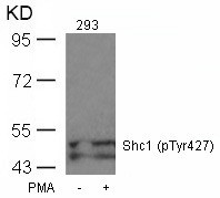 Rabbit Polyclonal Antibody to Shc1(Phospho-Tyr427)