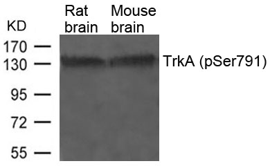 Rabbit Polyclonal Antibody to TrkA(Phospho-Tyr791)