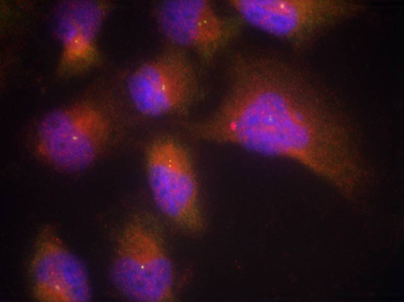 Rabbit Polyclonal Antibody to TrkB(Phospho-Tyr515)