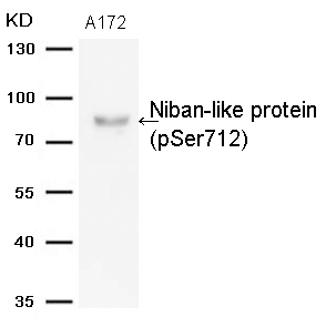 Rabbit Polyclonal Antibody to Niban-like protein(Phospho-Ser712)