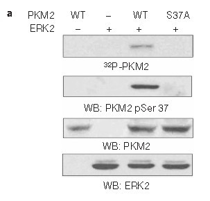 Rabbit Polyclonal Antibody to PKM2(phospho-Ser37)