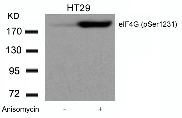 Rabbit Polyclonal Antibody to eIF4G (phospho-Ser1231)