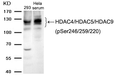Rabbit Polyclonal Antibody to HDAC4/HDAC5/HDAC9(phospho-Ser246/259/220)