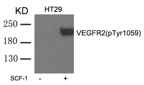 Rabbit Polyclonal Antibody to VEGFR2(phospho-Tyr1059)