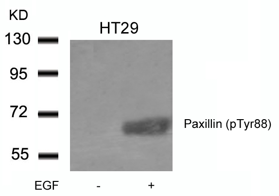 Rabbit Polyclonal Antibody to Paxillin(phospho-Tyr88)
