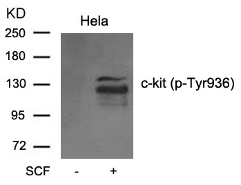 Rabbit Polyclonal Antibody to c-kit(phospho-Tyr936)