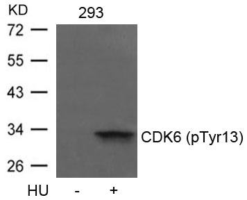 Rabbit Polyclonal Antibody to CDK6(phospho-Tyr13)