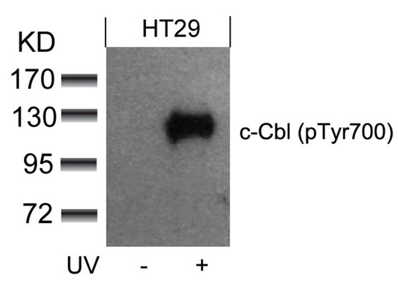 Rabbit Polyclonal Antibody to c-Cbl(phospho-Tyr700)