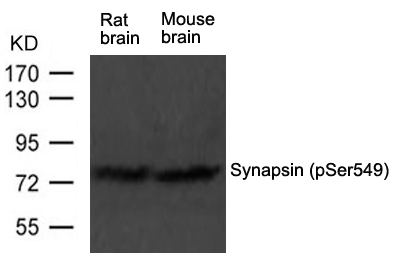 Rabbit Polyclonal Antibody to Synapsin(phospho-Ser549)